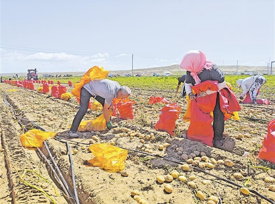 今年平羅縣種植沙漠土豆1.02萬余畝