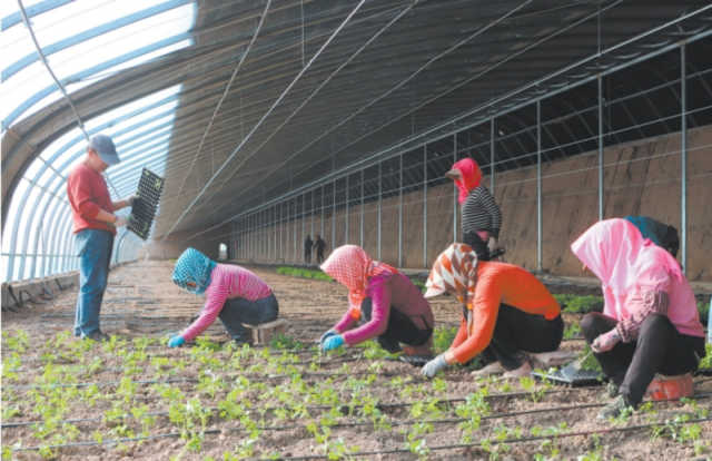 平羅縣城關鎮實施沿河村日光溫室建設項目