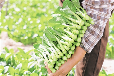     賀蘭縣產的菜心暢銷區內外。